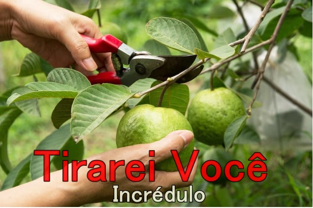 O reino de Deus vos será tirado [Mateus 21:43]